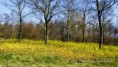 /album/fotogalerij-natuur-krimpenerwaard/dsc0111-jpg/