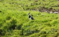 /album/fotogalerij-natuur-krimpenerwaard/dsc0153-jpg/