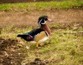/album/fotogalerij-natuur-krimpenerwaard/dsc2302-jpg/